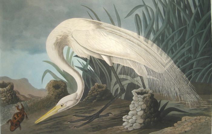 Audubon Reproductions - White Heron