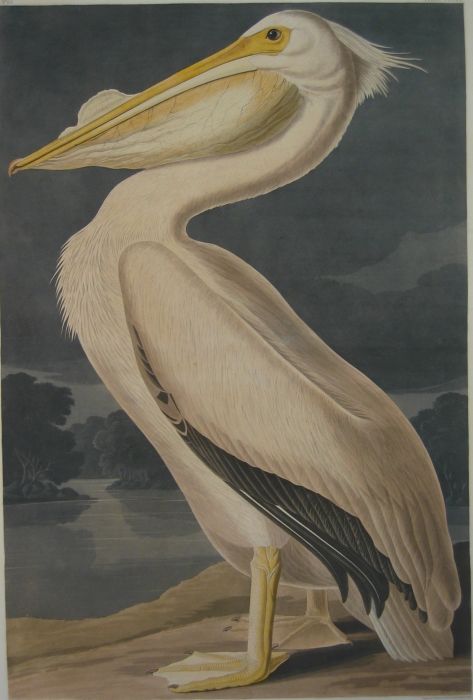 Audubon Reproductions - American White Pelican