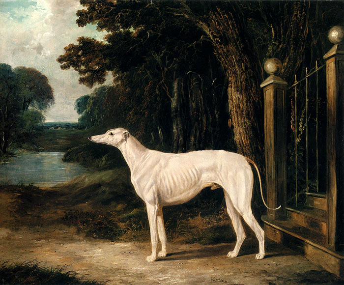 Herring Oil Painting Reproductions- Vandeau, A White Greyhound