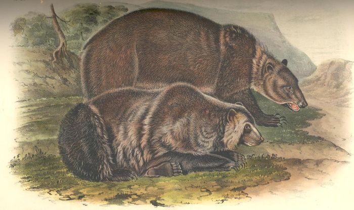 Audubon Reproductions - Grizzly Bear