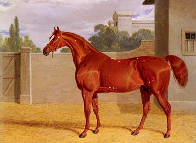 Comus, a chestnut racehorse in a stable yard