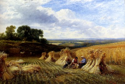 Harvest Field