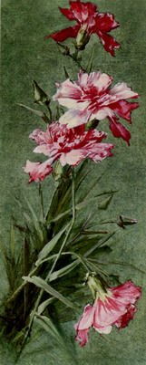 Chrysanthemus