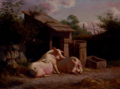 Pigs In A Farmyard