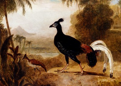 The Fire Pheasant Of The Island Of Java