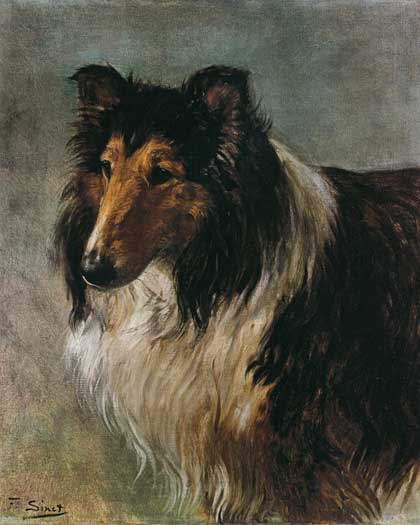 Collie