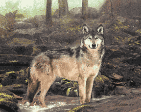 Wolfwoods, Joyce Gibson