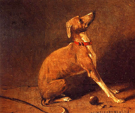 A Greyhound with a red collar