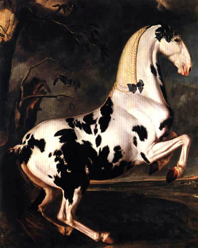 A Piebald Horse from Eisgrub Stud Farm