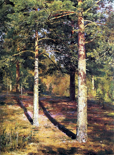 Pines in the sunshine, study