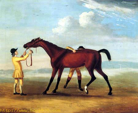 Bay Malton, A Bay Racehorse