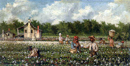 Cotton Field