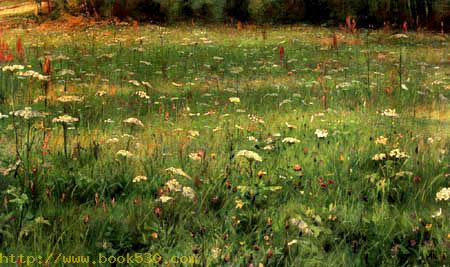 Flowering meadow