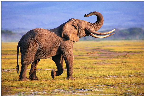 Animal oil painting