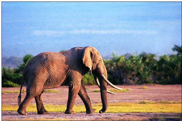 Animal oil painting