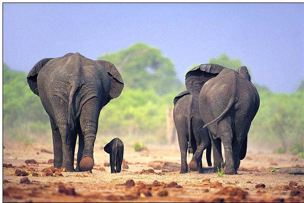 Animal oil painting