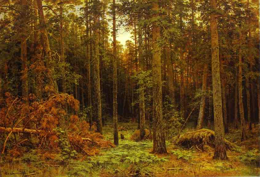 Oil painting:Pine Forest. 1885