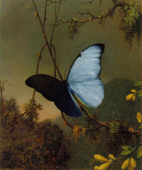 Oil painting for sale:Blue Morpho Butterfly, c.1864-1865