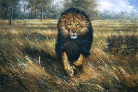 Oil painting for sale:lion-005