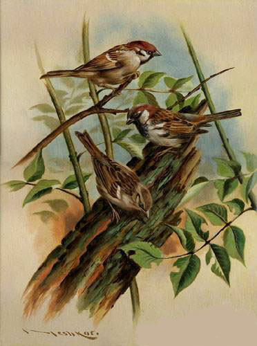 Oil painting for sale:birds-003
