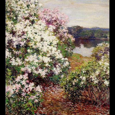 Oil painting for sale:Mountain Laurel