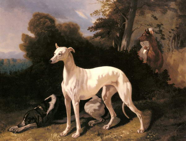 Greyhound