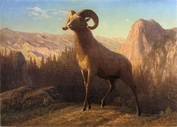 Rocky Mountain Sheep, Montana