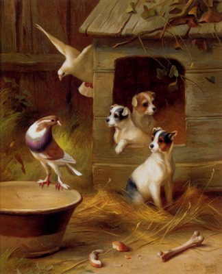 Pigeons And Puppies