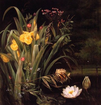 A Lily Pond