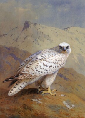 A Greenland or Gyr Falcon