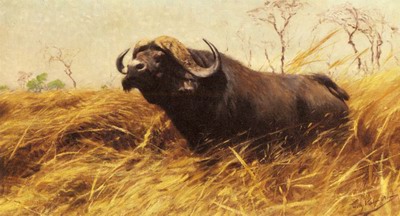 An African Buffalo