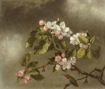 Hummingbird And Apple Blossoms