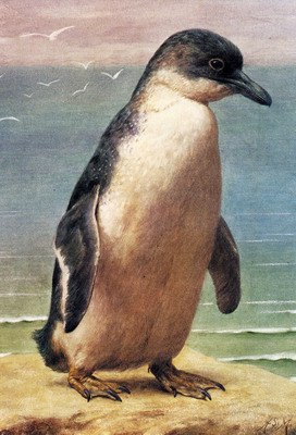 Study Of A Penguin