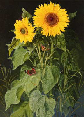 Sunflowers