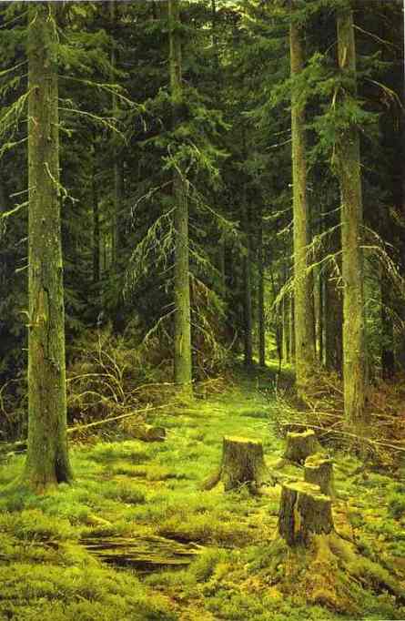 Oil painting:Coniferous Forest.