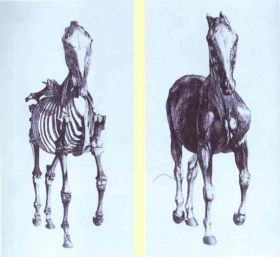 Oil painting:Engravings from The Anatomy of the Horse. 1766.