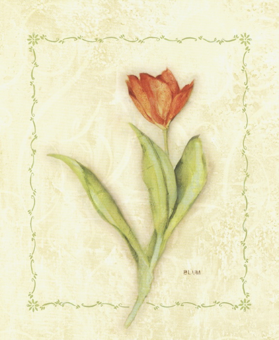 Red Tulip