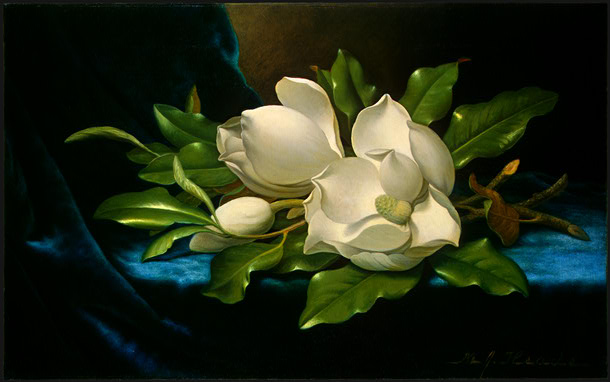 Giant Magnolias on a Blue Velvet Cloth