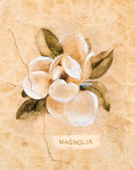 Magnolia on Cracked Linen