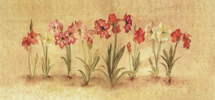 Summertime Amaryllis