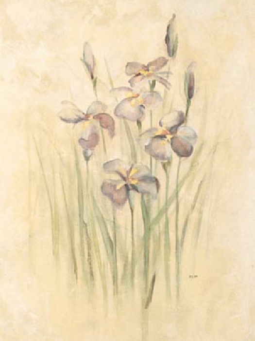 Purple Dream Irises