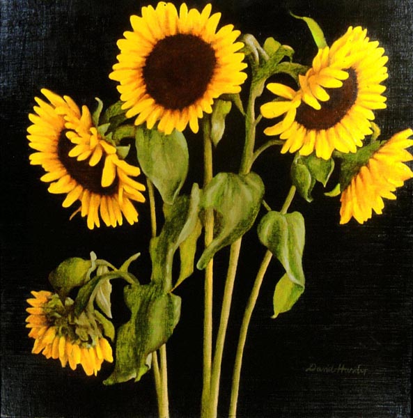 Sunflowers