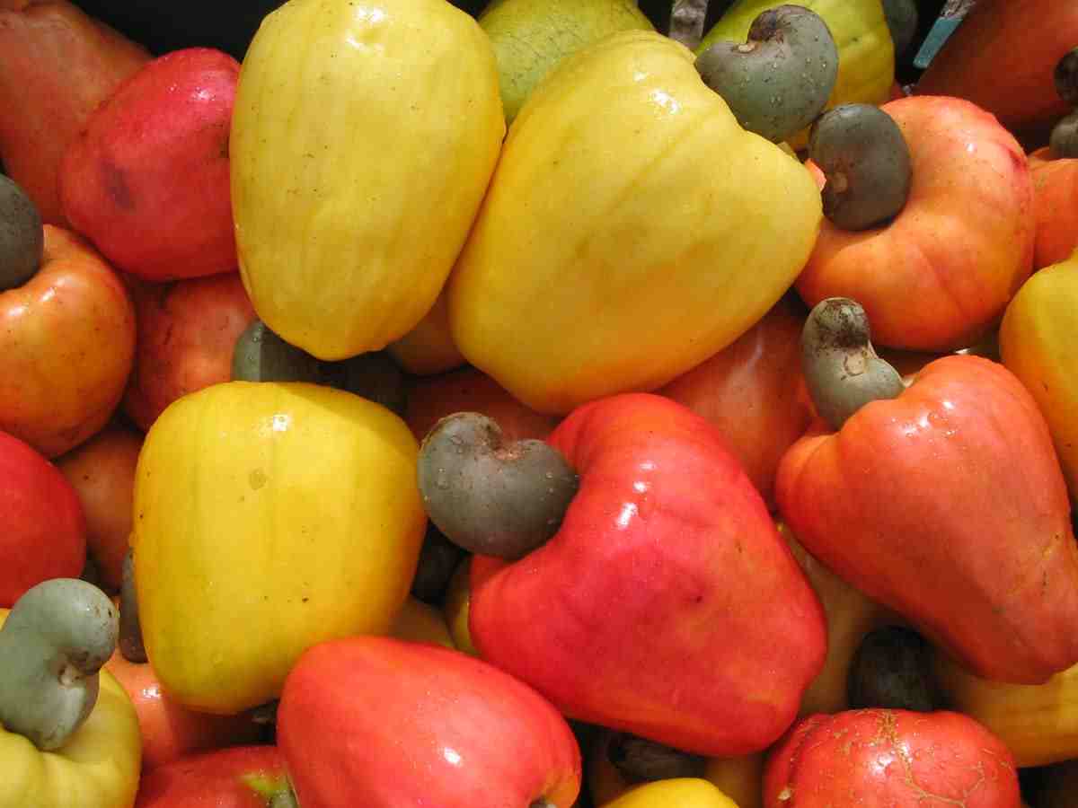 cashew fruits