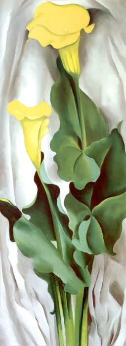 Yellow Calla-Green Leaves