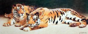 Two wild Tigers