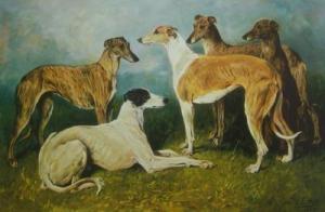 Greyhounds