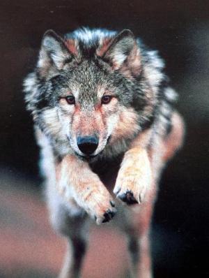 Grey Wolf