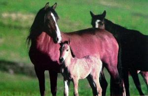 Wild Mustangs