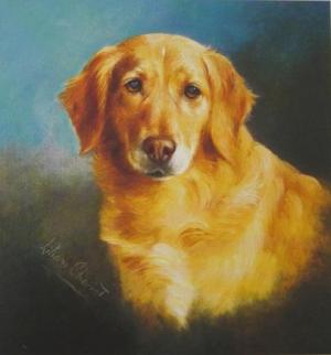 Dog portrait