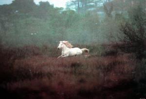 Equus, Camargue I